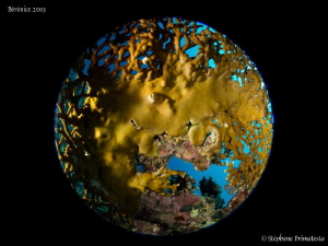 Planet coral IV by Stéphane Primatesta 